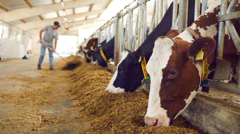 cows in pen eating hay