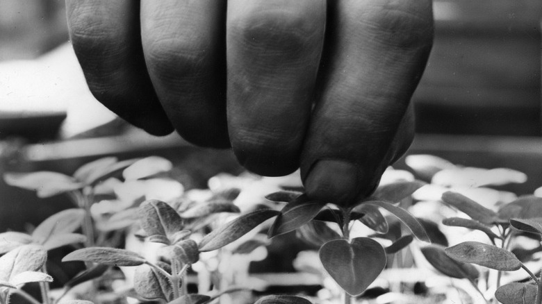 A gardener tending snapdragons 