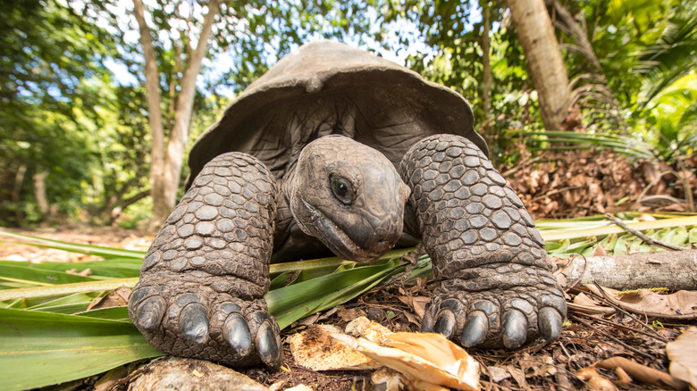 giant prehistoric tortoise