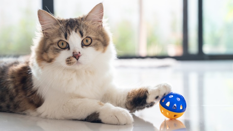 Cat laying on floor with paw resting on ball