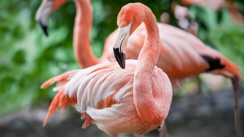 Flamingo