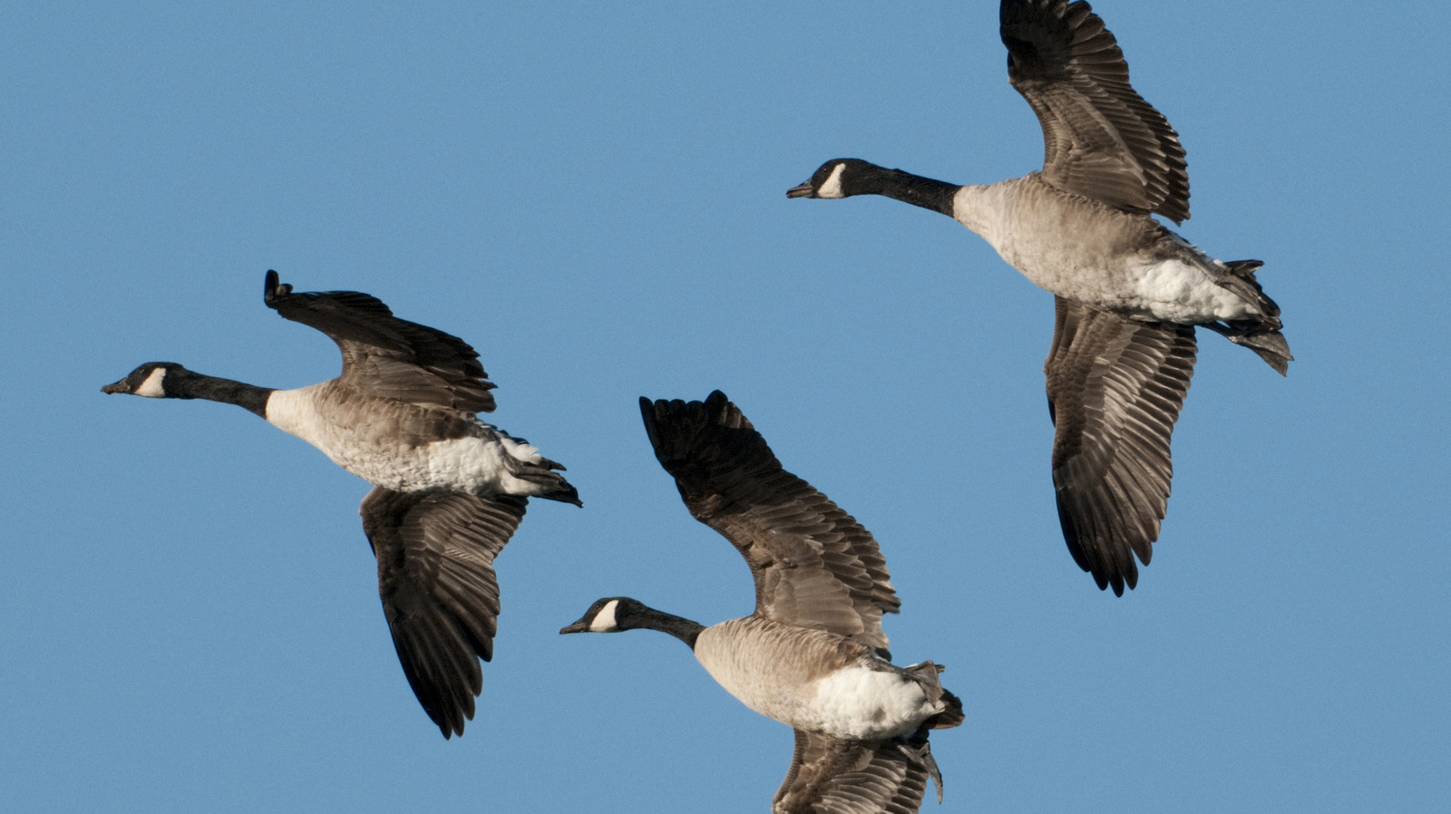 Why Do Geese Fly In A V Formation?