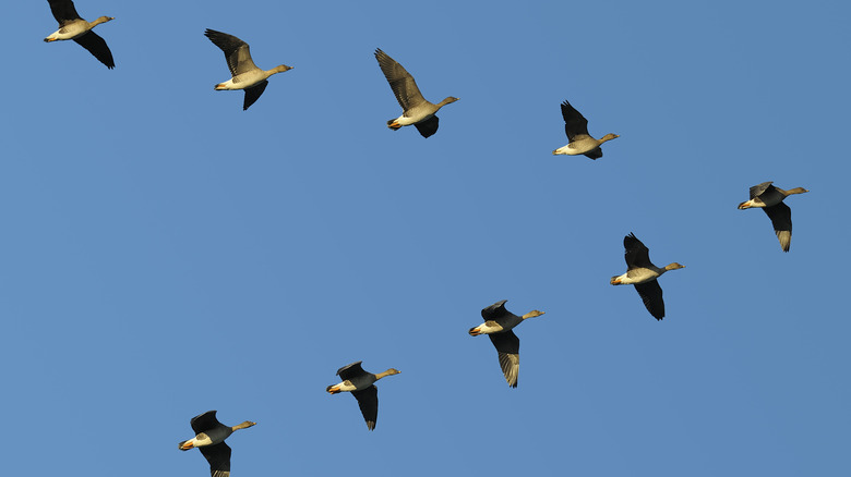 Why Do Geese Fly In A V Formation