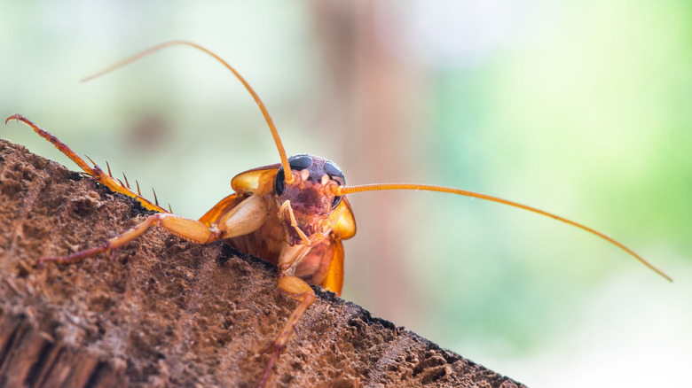 Cockroach outdoors