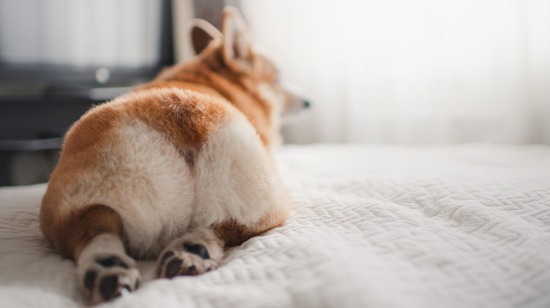 Corgi butt