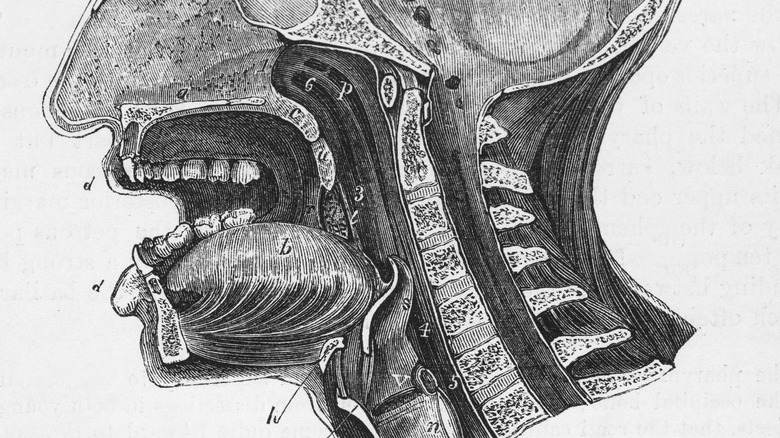 Medical facial cross-section