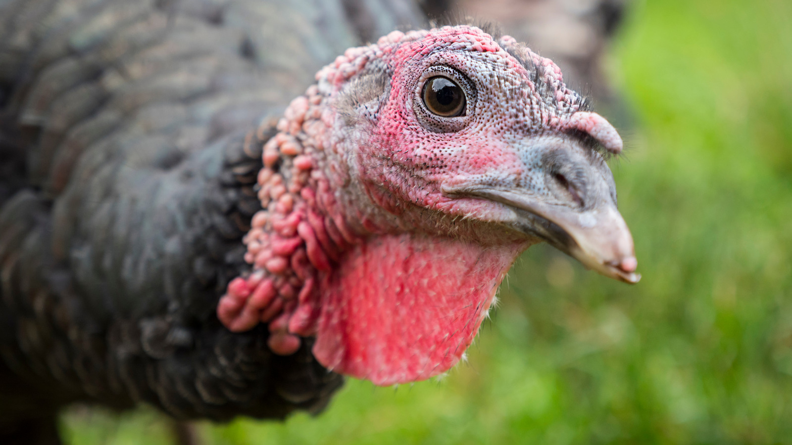 Do Turkeys Have White Feathers