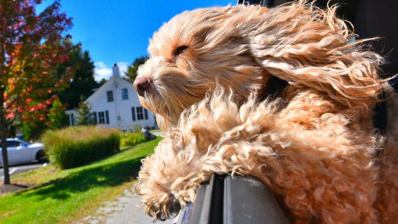 Dog hanging out car window