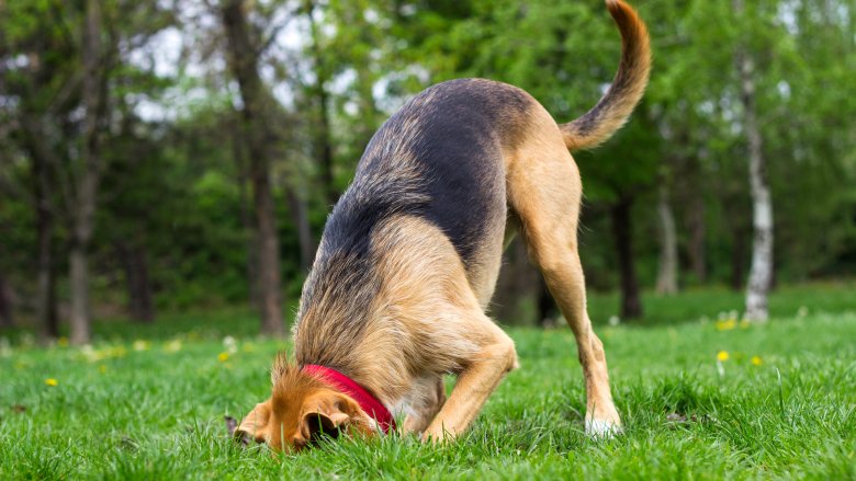 Dog digging