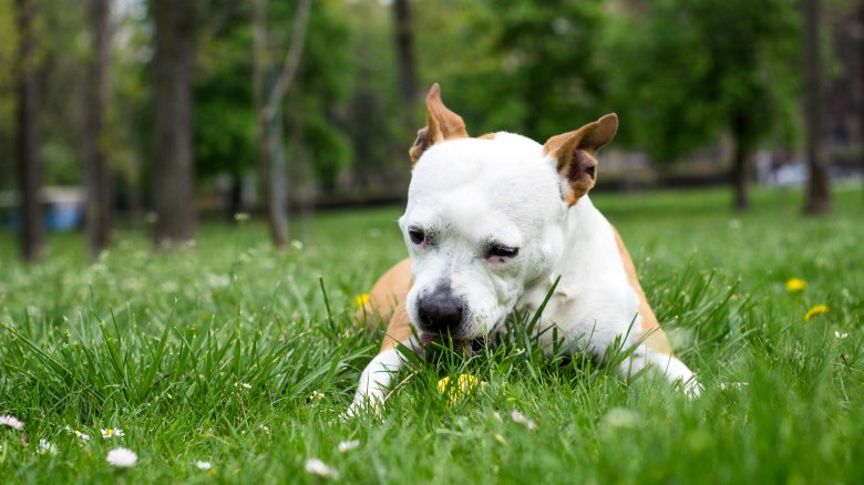 Dog eating grass