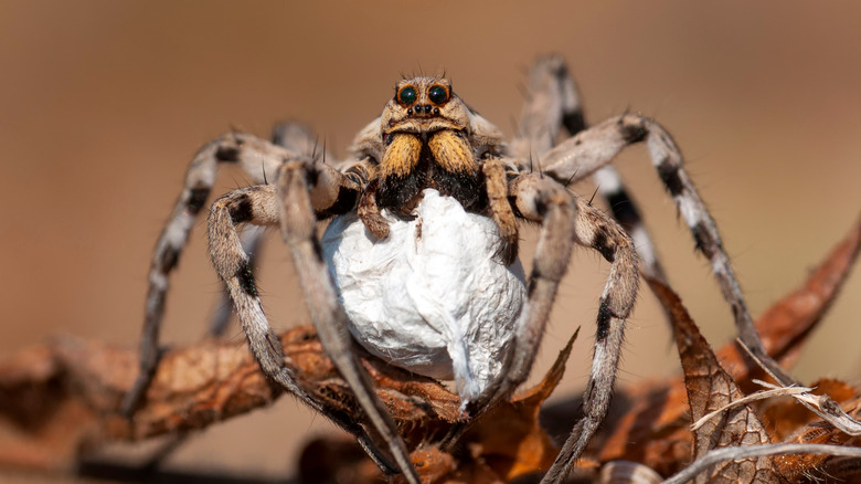 A spider with silk ball