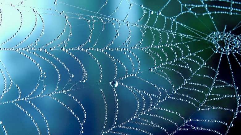 spider web with droplets