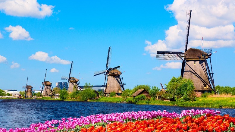 Dutch windmills with tulips
