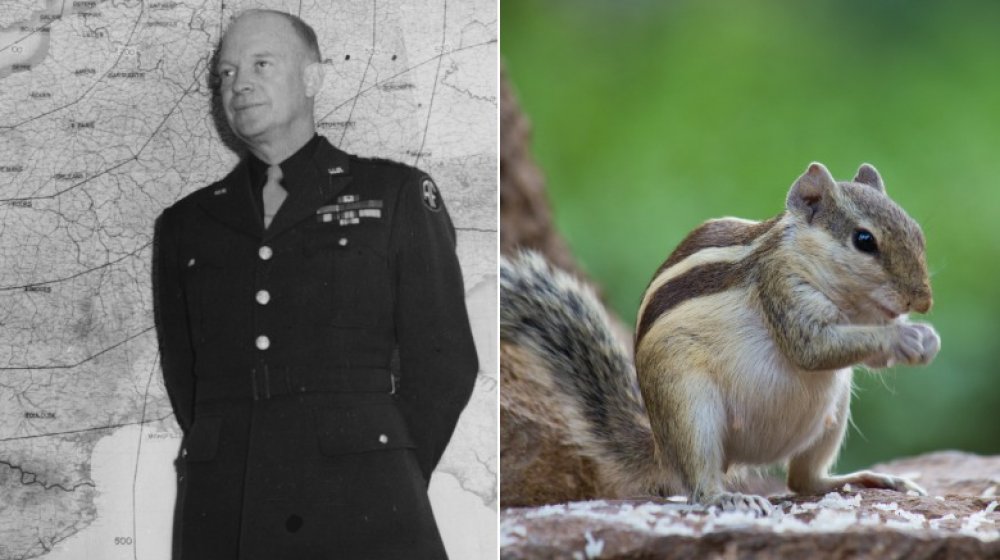 Photographs of President Eisenhower and a squirrel.