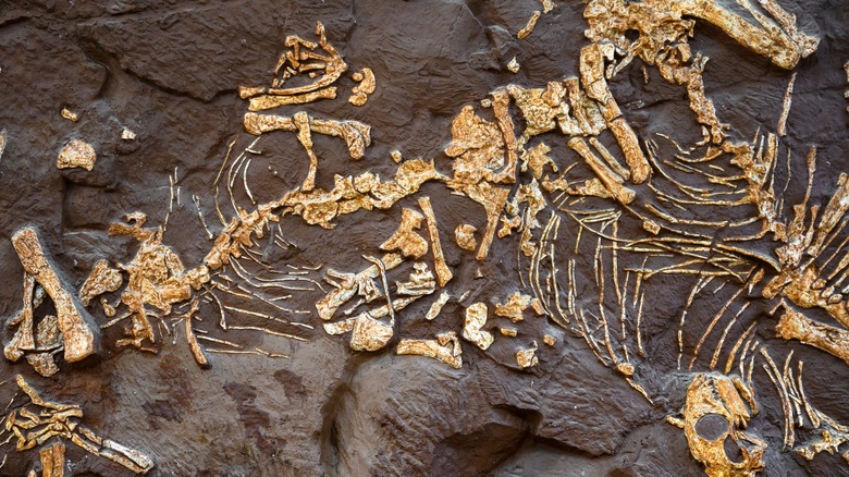 fossils from Permian Extinction