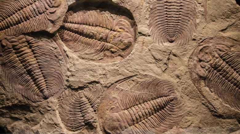 fossils from the Permian Extinction