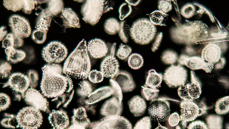 radiolarians under microscope