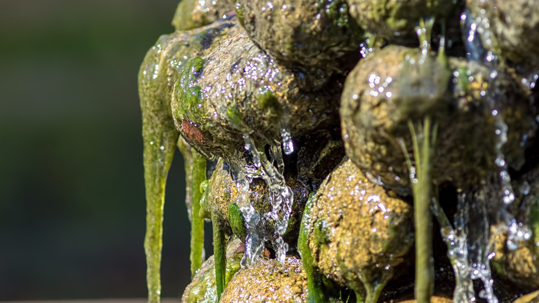 Algae hanging from rock