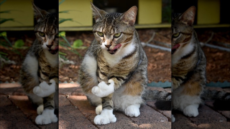 Six-toed Hemingway house cat