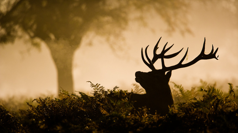 Deer in the forest