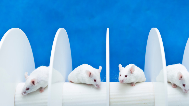laboratory mice on rotation wheel