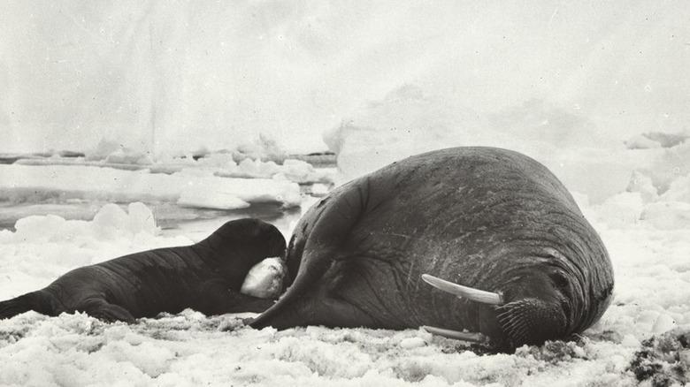 Walrus circa 1911