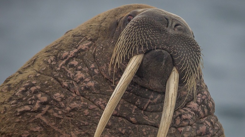 A male walrus 