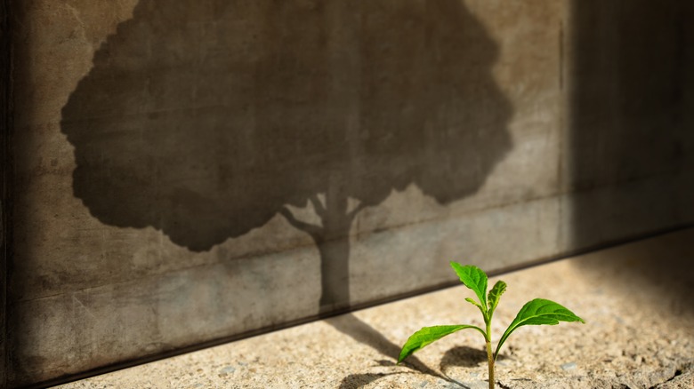 sapling in a trees shadow