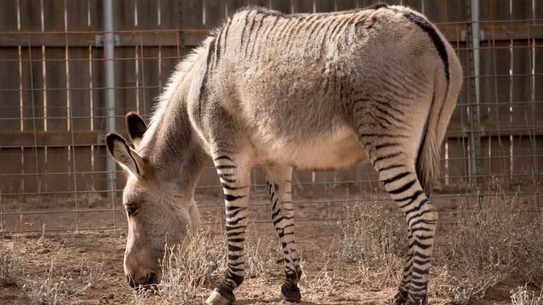 Zonkey zebra donkey hybrid