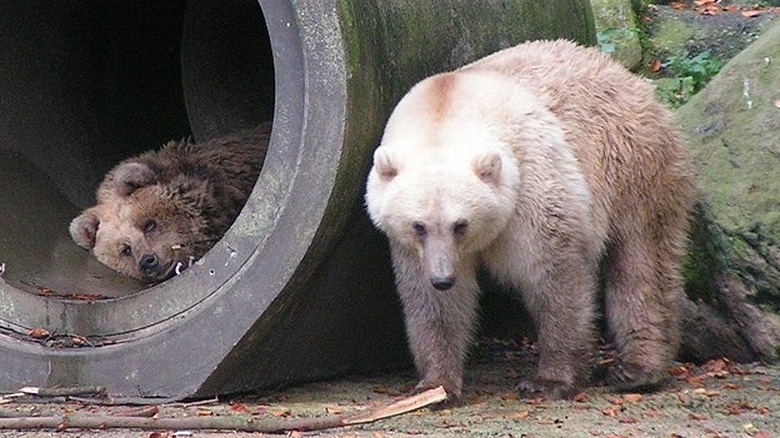 Grolar bears in captivity