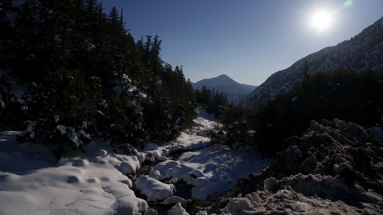 snowy scene at Mt. Baldy