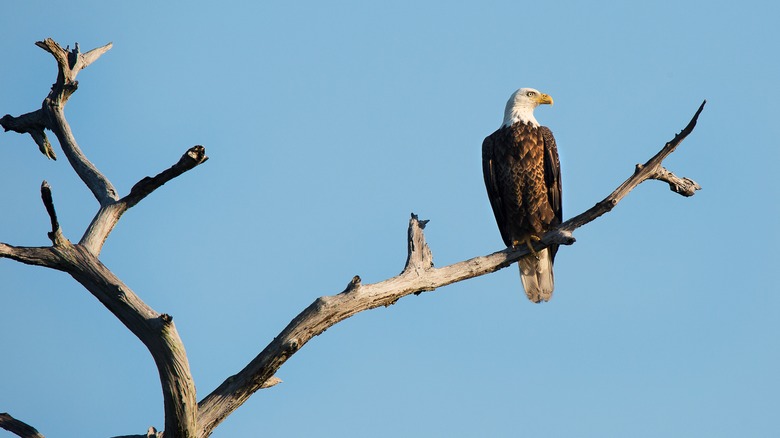 Bald eagle perched on dead tree