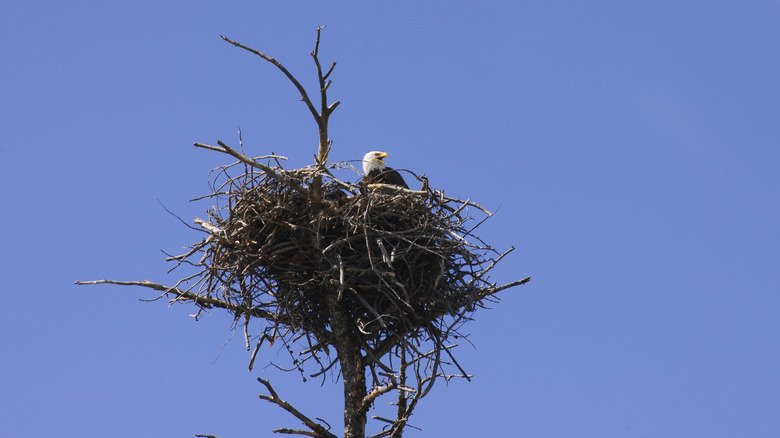 Bald eagle nest Yellowstone tree