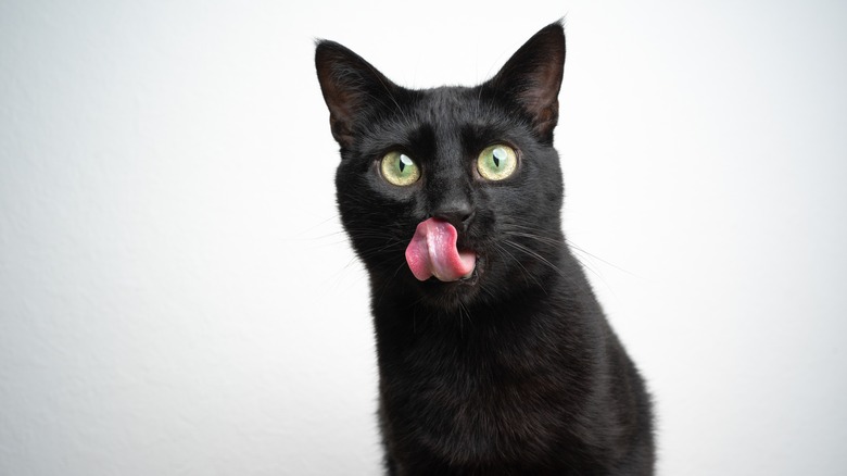 black cat with tongue out