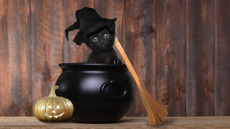 black kitten in a cauldron