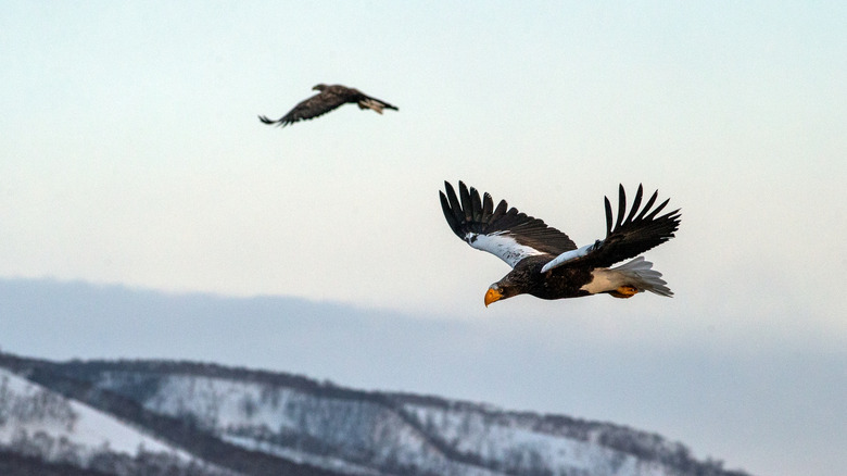 Steller's sea eagle