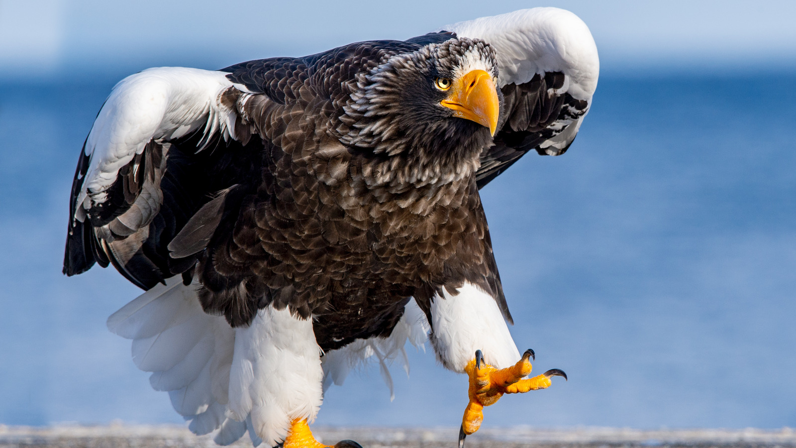 Why It's Surprising To See A Steller's Eagle In The US