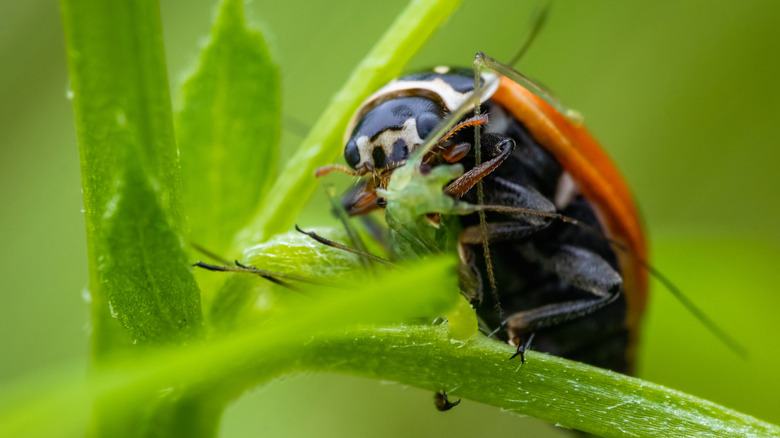 Ladybug eating aphid