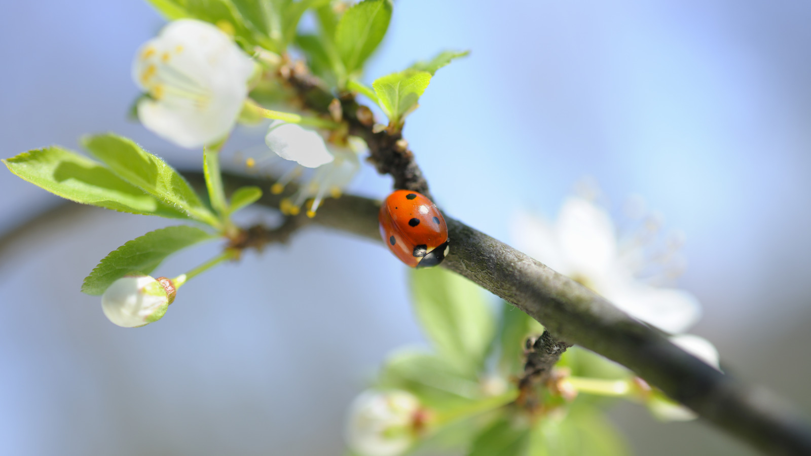 why-ladybugs-are-omens-of-luck-in-so-many-cultures