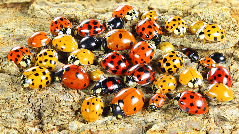 Lots of ﻿Coccinellidae beetles