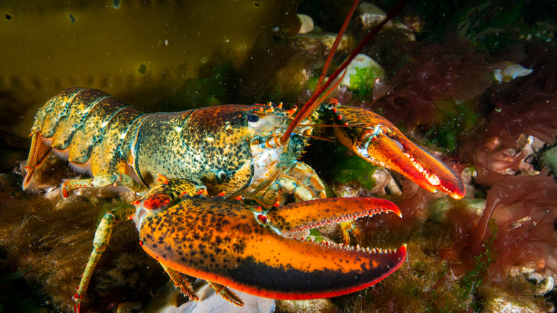 lobster on the seabed