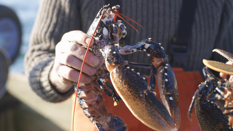 Lobster held on boat