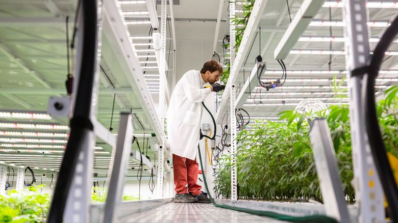 Man cultivating marijuana plants