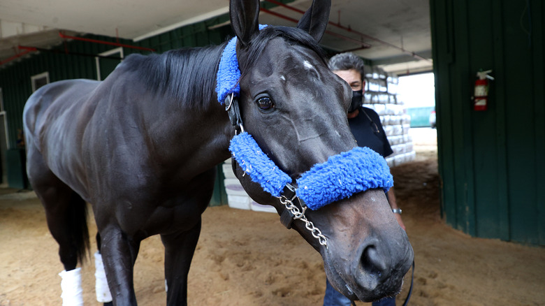 Medina Spirit in his stable