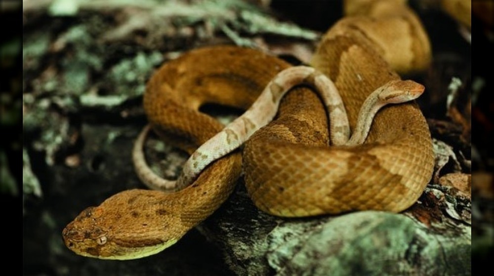 coiled Golden lancehead viper