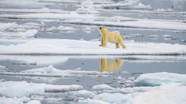 polar bear on melting ice