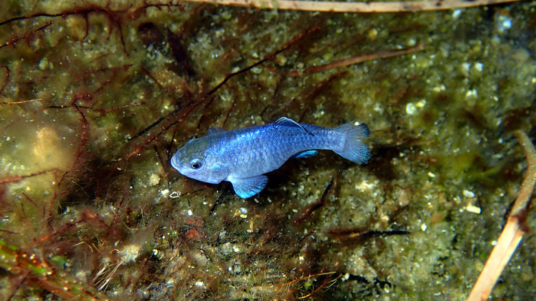 A type of pupfish