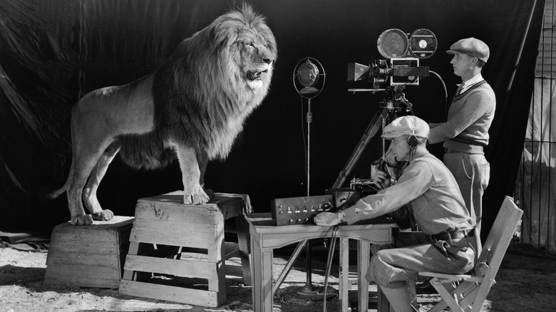 recording the MGM lion's roar