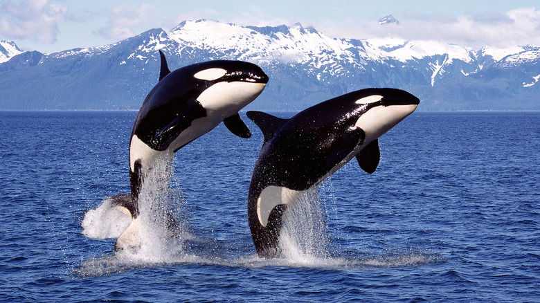 Orcas breaching