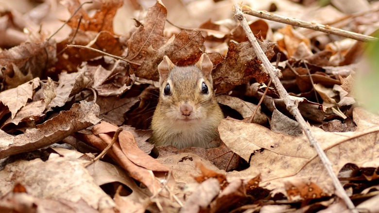 Chipmunk in leaves